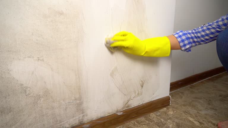 Best Dehumidification Services  in Holladay, UT